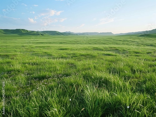 Endless meadow  green meadow  no flowers  natural light  peaceful atmosphere 