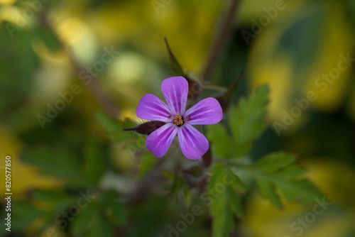 Greater herb robert