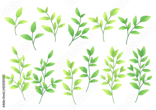 緑の葉っぱの手描きイラスト　ベクター素材セット　春や夏の鮮やかな植物　デザイン用の装飾