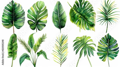 Watercolor painting tropical plant clipart  detailed  stationery  white background