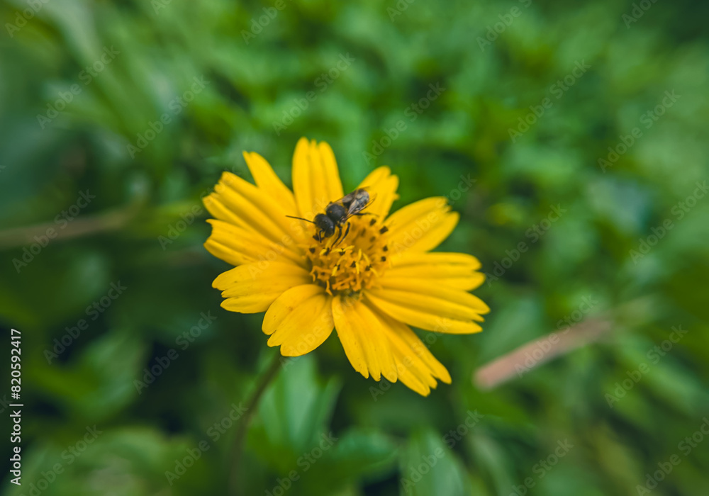BEE ON YELLOW FLOWER. amazing photography. original stock photography. beautiful view BEE ON YELLOW FLOWER. amazing photography. original stock photography. beautiful view