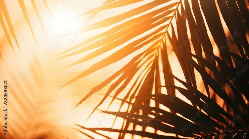 Fototapeta premium Sunlit Palm Leaves: Intricate Shadows and Nature's Beauty