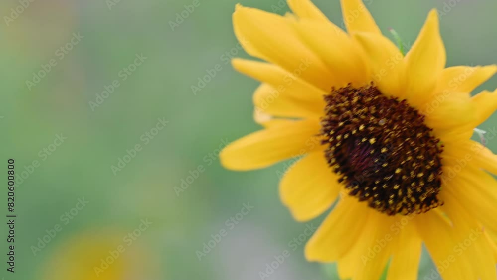Bee on Sunflower in summer nature concept. Bee on Sunflower in summer nature concept.