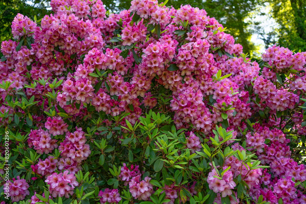 Background of bright pink lush bushes of blooming azaleas Background of bright pink lush bushes of blooming azaleas