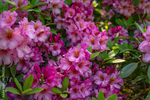 Fototapeta Naklejka Na Ścianę i Meble -  Natural floral background of bright pink lush bushes of blooming azaleas 