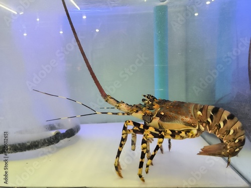 Wild Caught on the water