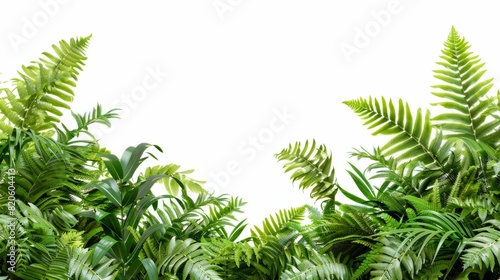 Tropical foliage plant bush nature frame layout of Fishtail fern or forked giant sword fern  Nephrolepis spp.  the shade garden landscaping shrub plant on white background with clipping  Generative AI