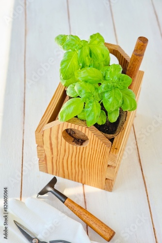 Basil bushes in peat pots in a wooden flowerpot on a light wooden background. Planting seedlings, growing seedlings. Indoor floriculture. Vegetable garden on the windowsill.