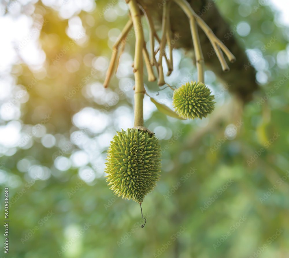 Fresh small durian on tree in Thailand, small durians waiting to be planted until they are ready to be harvested Fresh small durian on tree in Thailand, small durians waiting to be planted until they are ready to be harvested