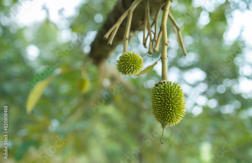 Fresh small durian on tree in Thailand,  small durians waiting to be planted until they are ready to be harvested © paul