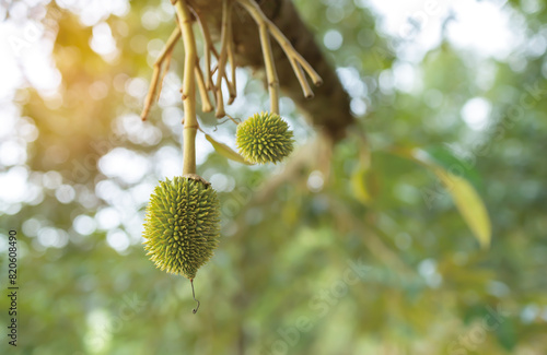 Fresh small durian on tree in Thailand,  small durians waiting to be planted until they are ready to be harvested © paul