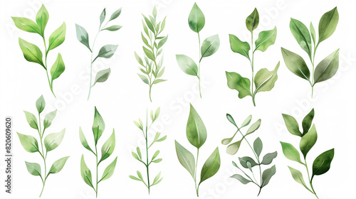 Set of watercolor green leaves elements. Collection botanical vector isolated on white background