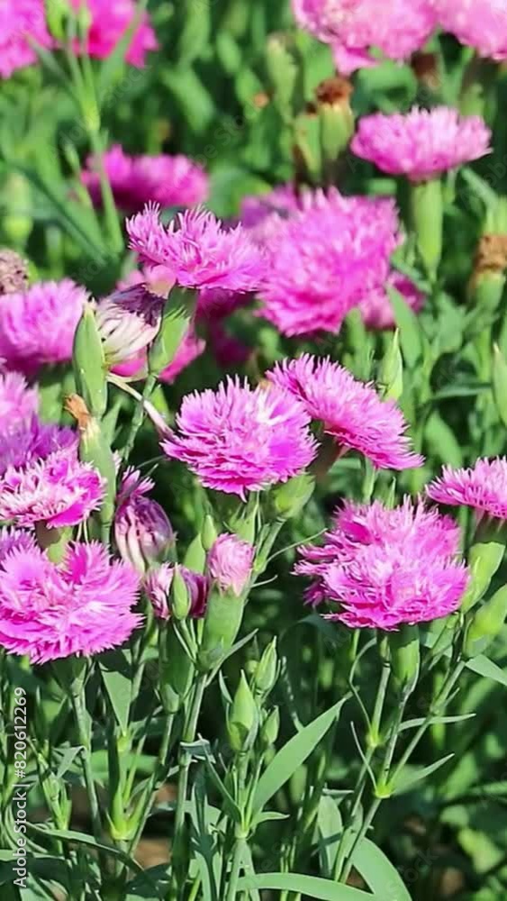 Carnation pink flowers garden field vertical video Carnation pink flowers garden field vertical video
