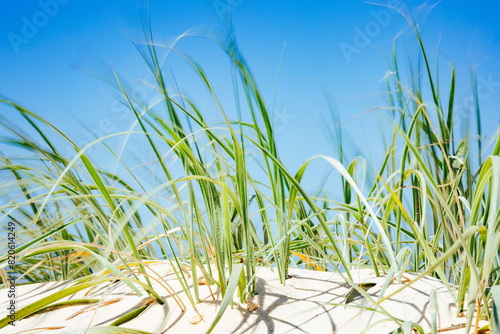 Green coastal dune grass lining a sandy beach under a blue sky photo