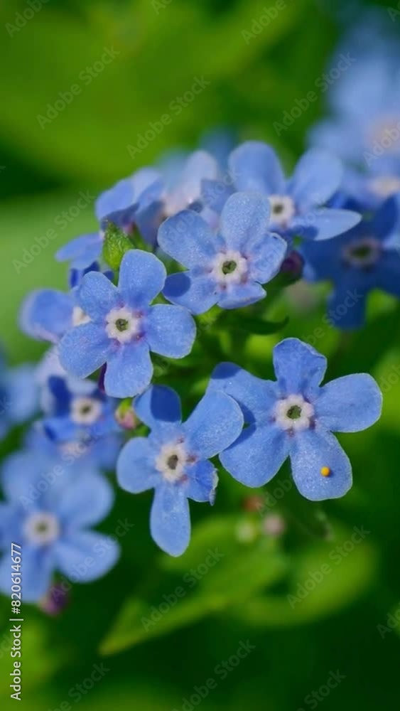 Geranium blue flowers garden field close up vertical video Geranium blue flowers garden field close up vertical video