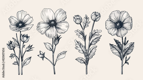 Vintage engraved flowers Four . Botanical drawings 