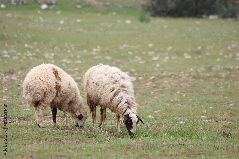 sheep and lambs grazing in the field sheep and lambs grazing in the field