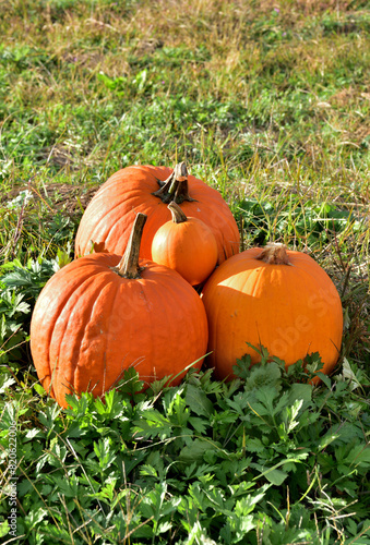 ハロウィンカボチャ