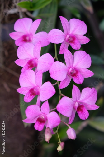 anggrek Larat is one of the flowers of Indonesian identity, especially in Maluku. This plant has the scientific name Dendrobium phalaenopsis. Larat orchids have two names in common Dendrobium bigibbum photo