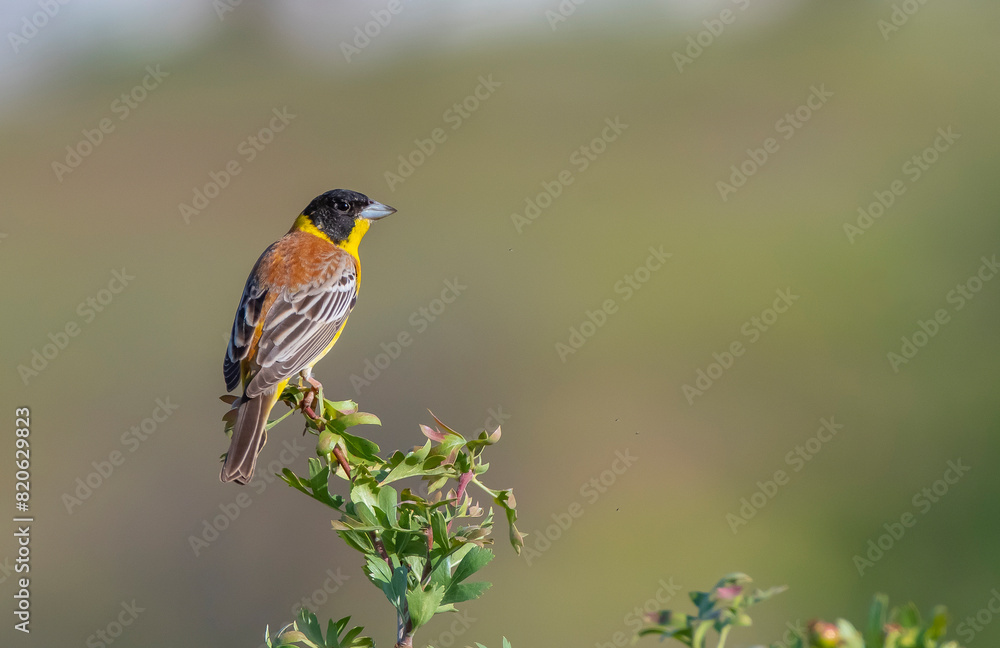 Black-headed Bunting (Emberiza melanocephala) migrates from Africa to Asia and Europe to breed in summer. It is a songbird. Black-headed Bunting (Emberiza melanocephala) migrates from Africa to Asia and Europe to breed in summer. It is a songbird.