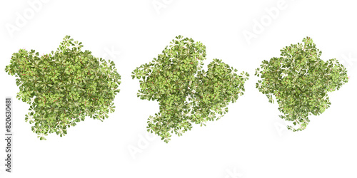 Fraxinus Griffithii tress collection with realistic style From the top view