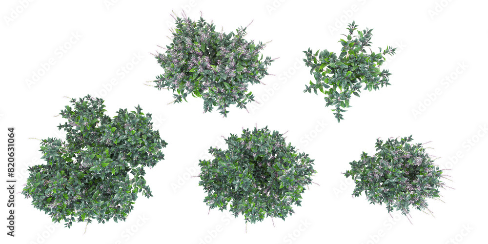 Top view of Strobilanthes plants isolated on white background, tropical trees isolated used for design Top view of Strobilanthes plants isolated on white background, tropical trees isolated used for design