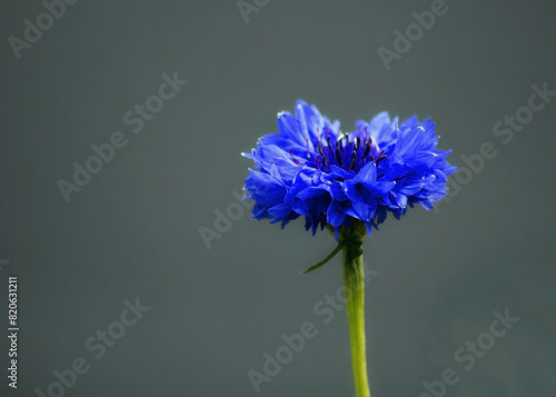 Blue Cornflower Herb or bachelor button flower olso known as hurtsickle. Summer wildflower cornflower in rays of sun. Cornflower in the blurred gray field background. Colorful cornflower as wallpaper. photo