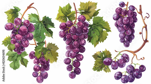 Red ripe grapes on white background Vector illustration