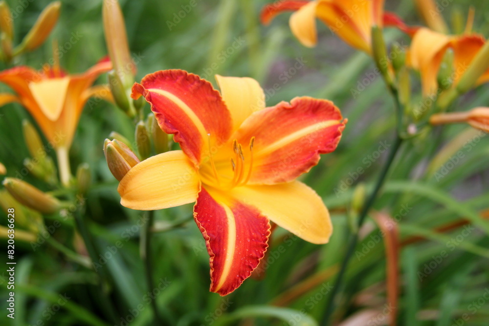 Orange lily. Fresh bright orange lily in green garden. Branch of orange lily with buds against blurred background. Colorful orange lily flower in summer as design card for womens day or mothers day. Orange lily. Fresh bright orange lily in green garden. Branch of orange lily with buds against blurred background. Colorful orange lily flower in summer as design card for womens day or mothers day.