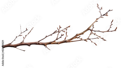 dry twig branch without leaves isolated