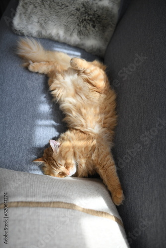 日向の当たるソファで昼寝する猫（マンチカン）