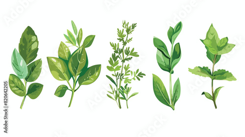 Set of fresh green herbs on white background Vector illustration