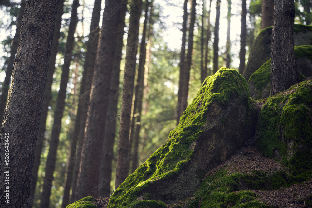 Big moss-covered rock in the European forest. Sunlight on the dark green moss. A moody landscape detail in the woods. Big moss-covered rock in the European forest. Sunlight on the dark green moss. A moody landscape detail in the woods.