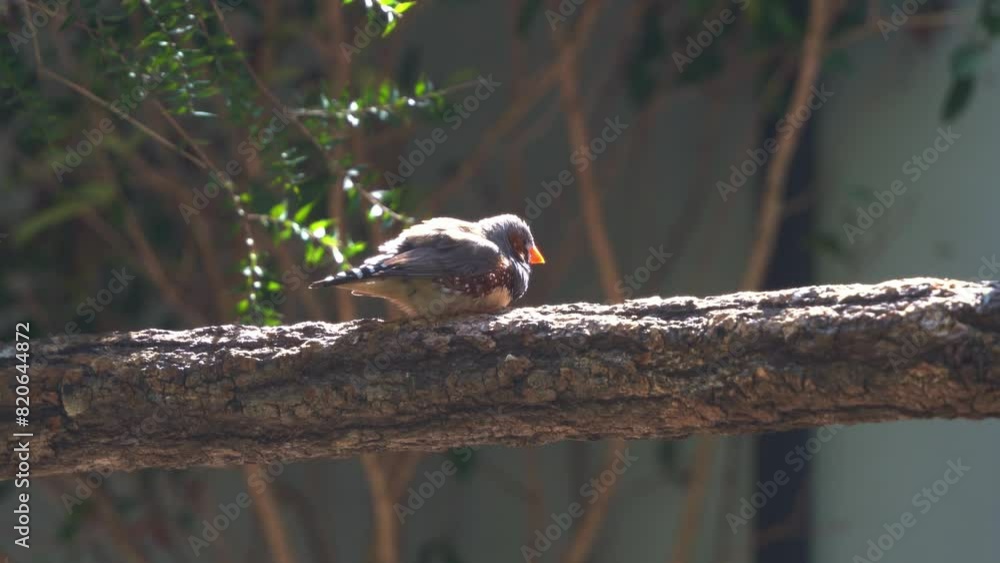 Cute little zebra finch or chestnut-eared finch, taeniopygia guttata spotted perching on tree branch and wondering around it surrounding environments, close up shot. Cute little zebra finch or chestnut-eared finch, taeniopygia guttata spotted perching on tree branch and wondering around it surrounding environments, close up shot.