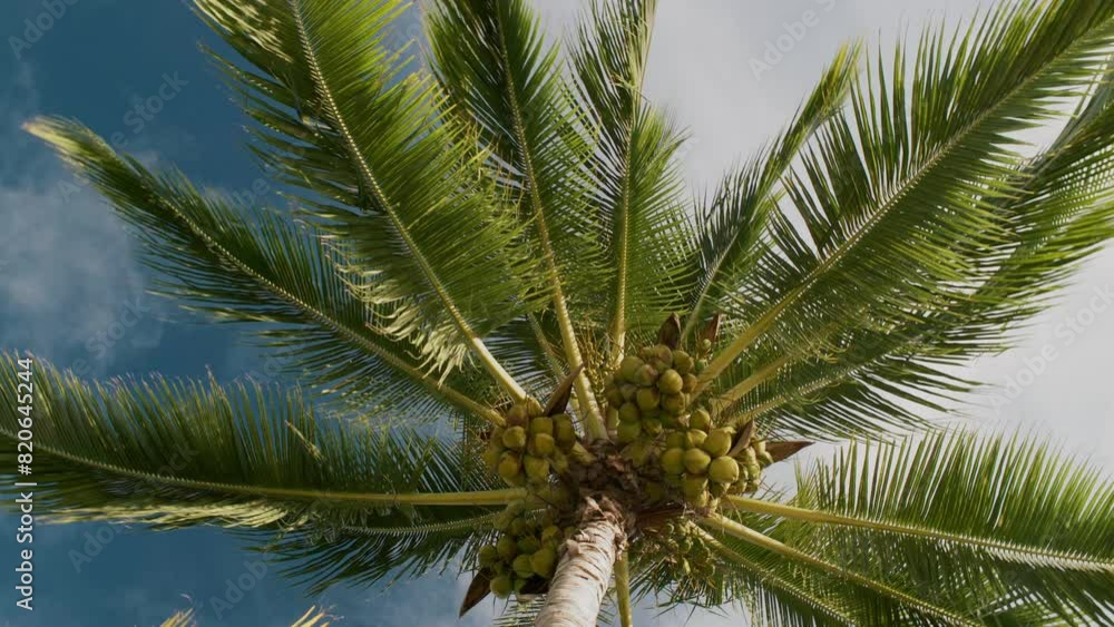 A vibrant palm tree laden with coconuts reaches towards a clear blue sky, epitomizing tropical beauty and tranquility. A vibrant palm tree laden with coconuts reaches towards a clear blue sky, epitomizing tropical beauty and tranquility.