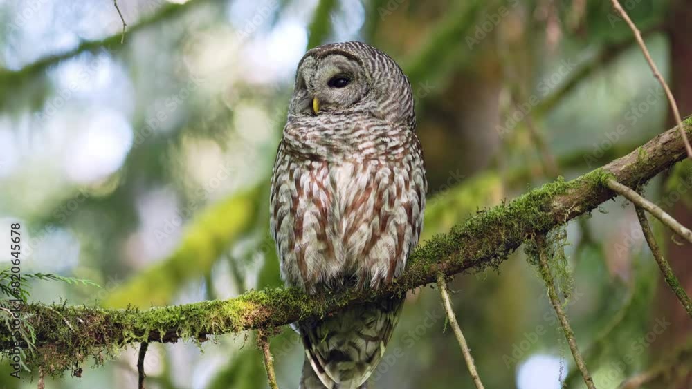 Barred owl on a alert in a patch of sunlight while perched on a branch as in the Pacific Northwest Rainforest Barred owl on a alert in a patch of sunlight while perched on a branch as in the Pacific Northwest Rainforest