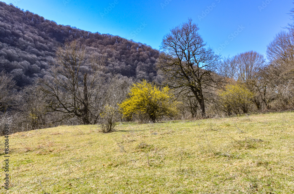 spring forest meadow in Caucasus mountains near Saparlo village (Dmanisi municipality, Kvemo Kartli region, Georgia)