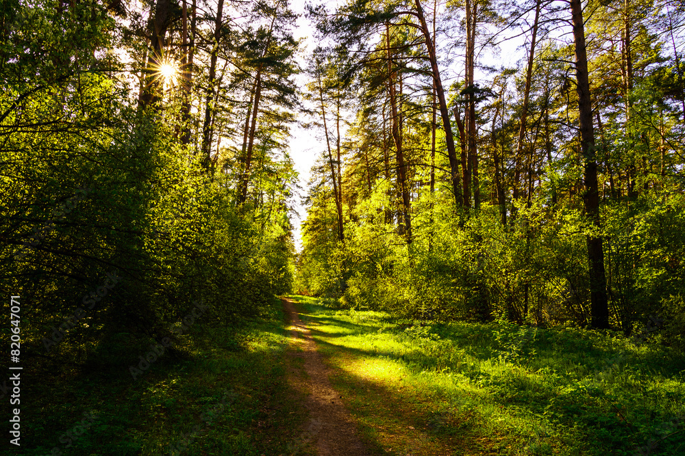 Sunbeams streaming through the pine trees and illuminating the young green foliage on the bushes in the pine forest in spring.