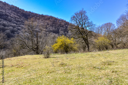 spring forest meadow in Caucasus mountains near Saparlo village  Dmanisi municipality  Kvemo Kartli region  Georgia 