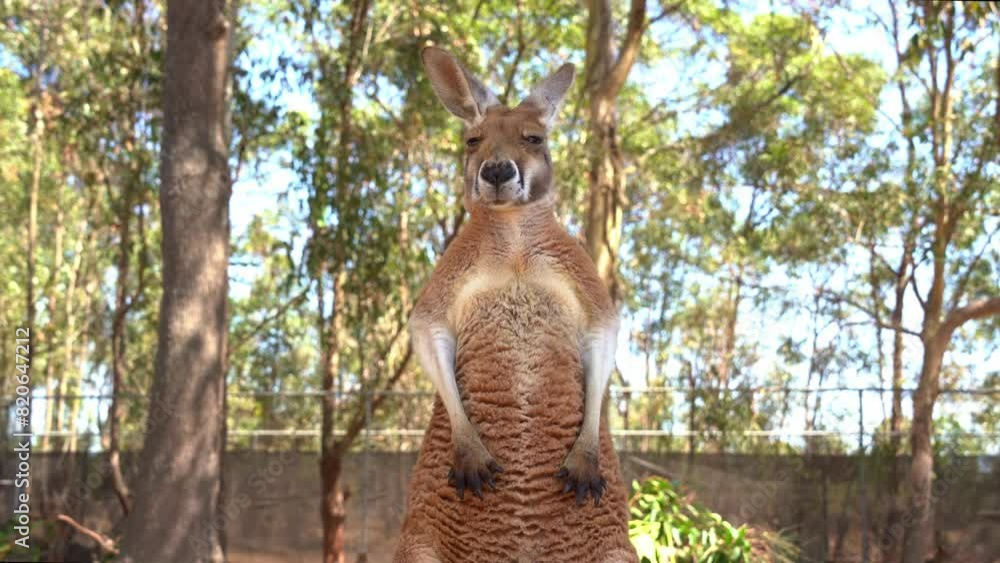 A standing red kangaroo, macropus rufus staring at the camera, close up shot of Australian native wildlife species. A standing red kangaroo, macropus rufus staring at the camera, close up shot of Australian native wildlife species.