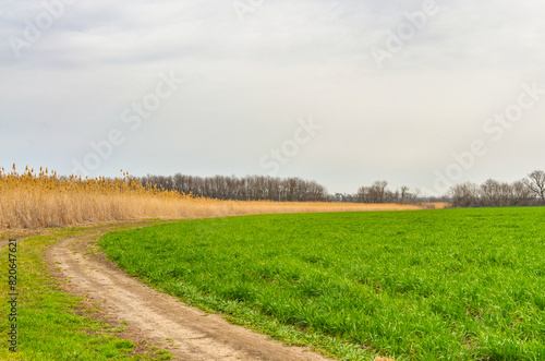 dirt road on wheat field in early spring (Kropotkin, Krasnodar krai, Russia) photo