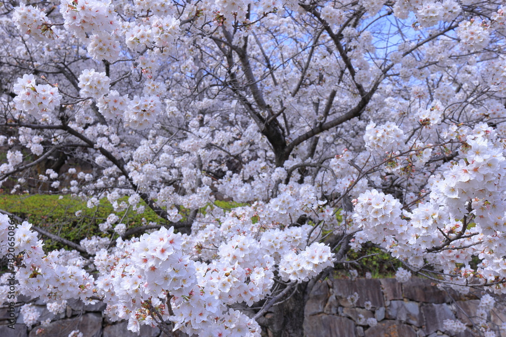 Maizuru Castle Park with cherry blossoms at Marunouchi, Kofu, Yamanashi, Japan Maizuru Castle Park with cherry blossoms at Marunouchi, Kofu, Yamanashi, Japan