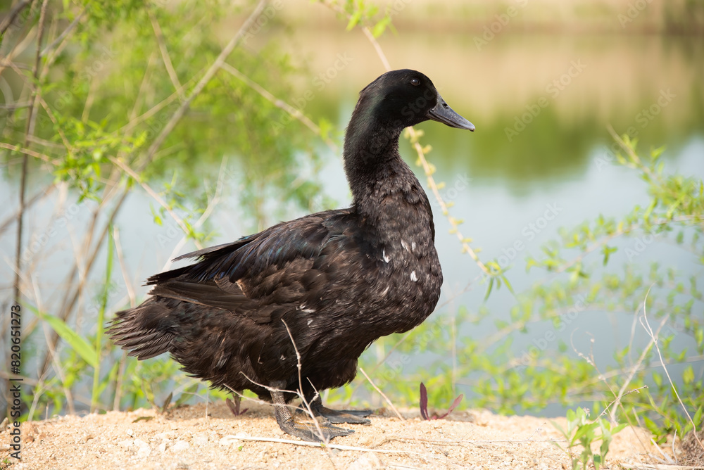 The Pomeranian or Pommern duck also known such as the Shetland duck and Swedish Blue duck