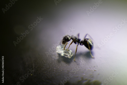 the ant who discovered sugar