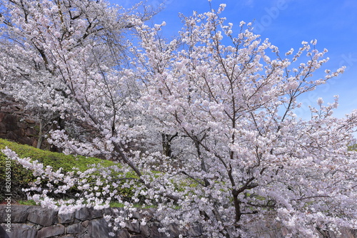  Maizuru Castle Park with cherry blossoms at Marunouchi, Kofu, Yamanashi, Japan photo