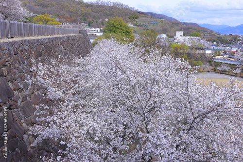  Maizuru Castle Park with cherry blossoms at Marunouchi, Kofu, Yamanashi, Japan photo