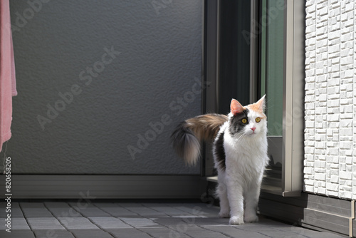 ベランダで日光浴する猫（メインクーン）