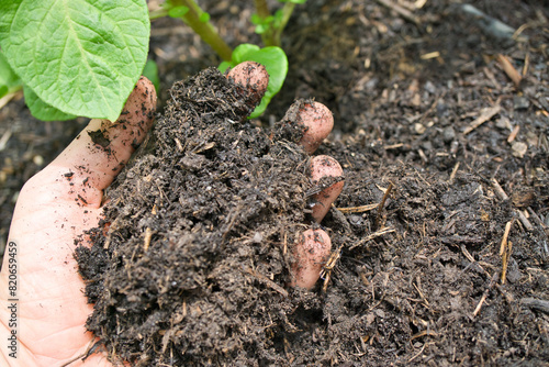 Kompost - Gartenarbeit 