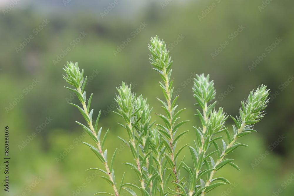 Fresh leaves of the zahter (Thymbra spicata). Wild thyme Fresh leaves of the zahter (Thymbra spicata). Wild thyme