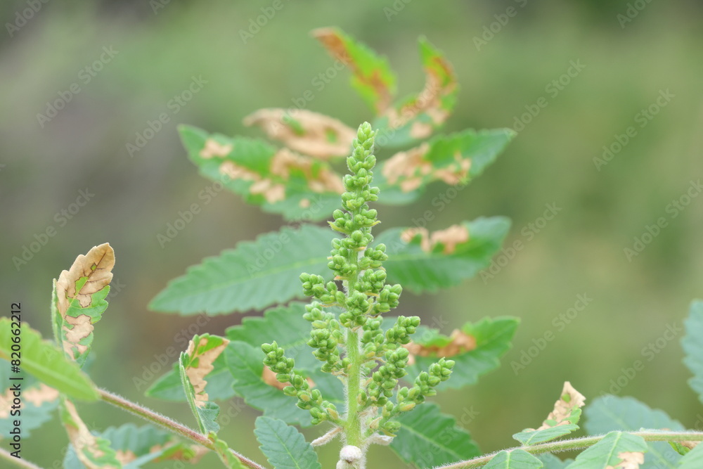 Flower of sumac or sumach (Rhus coriaria) in spring Flower of sumac or sumach (Rhus coriaria) in spring